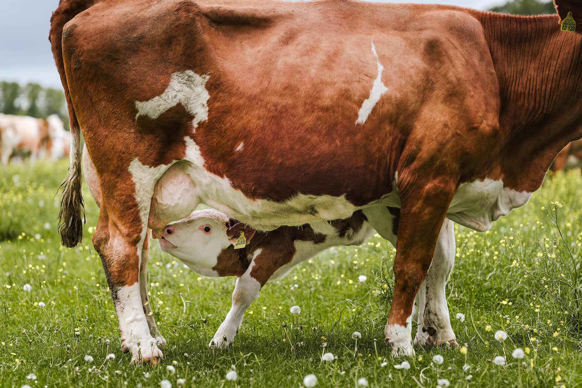Schweisfurth Stiftung Kuhgebundene Kälberaufzucht. Echtes Tierwohl von Anfang an!