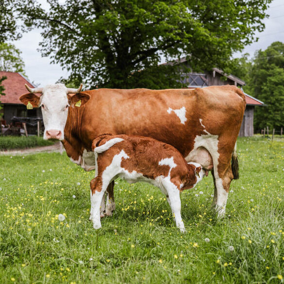 Schweisfurth Stiftung Kuhgebundene Kälberaufzucht. Echtes Tierwohl von Anfang an!