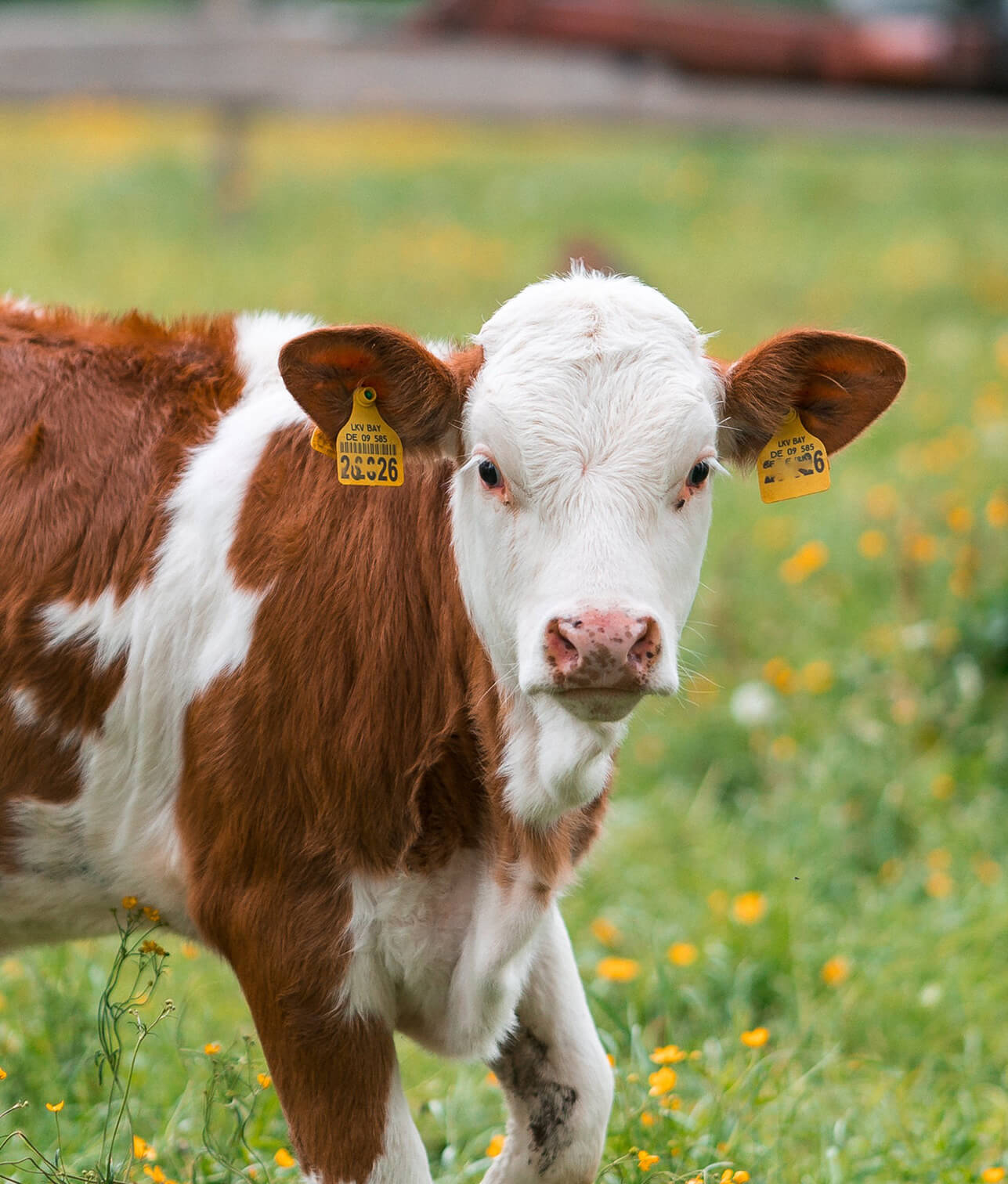 Ein junges Bullenkalb auf einer Weide.