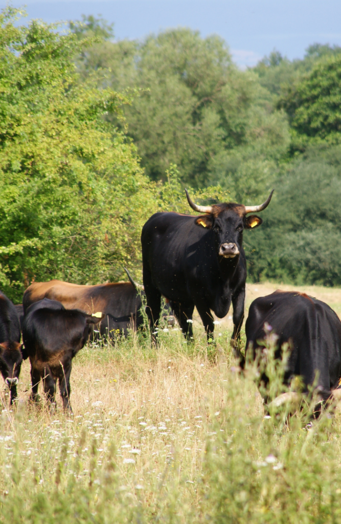 Heckrinderherde auf einer Weide