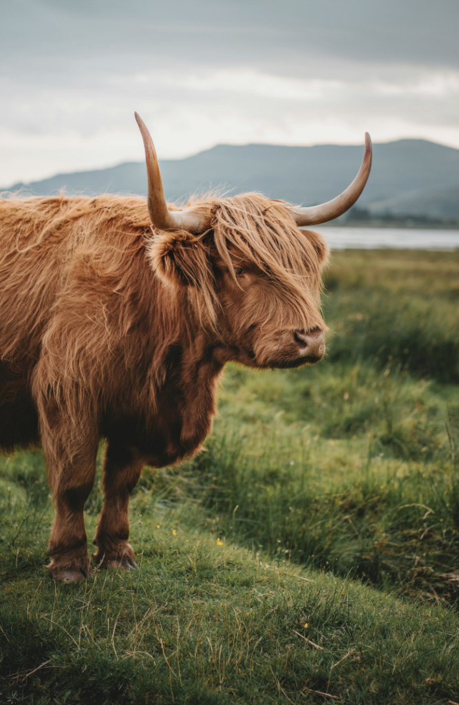 Schottisches Hochlandrind schaut in die Weite