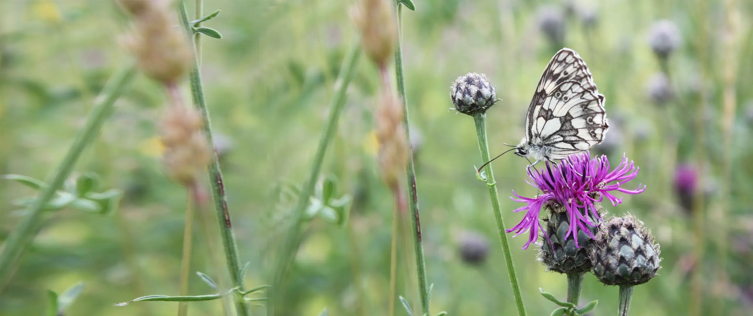Ein Schachbrettfalter sitzt in einer Wiese auf der Blüte einer Skabiosen-Flockenblume und trinkt Nektar.