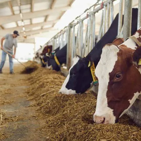 Kühe im Stall beim Fressen im Hintergrund Landwirt bei der Arbeit