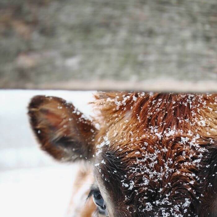 Kuh blickt durch Weide Zaun