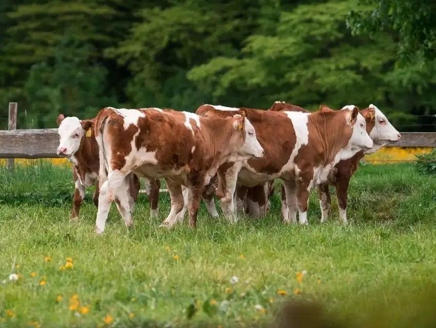 Vier junge, braun-weiß gefleckte Rinder stehen auf der Weide.